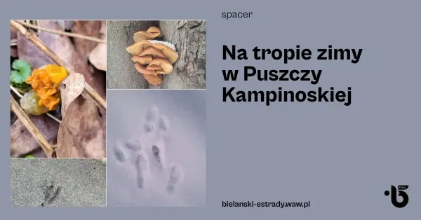 Na tropie zimy w Puszczy Kampinoskiej