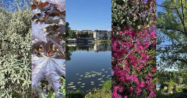 Spacer botaniczny - park nad Balatonem na Gocławiu