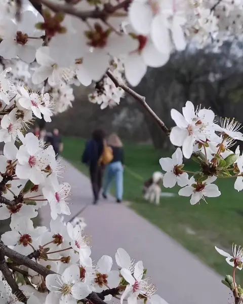 Pole Mokotowskie - park trzech dzielnic