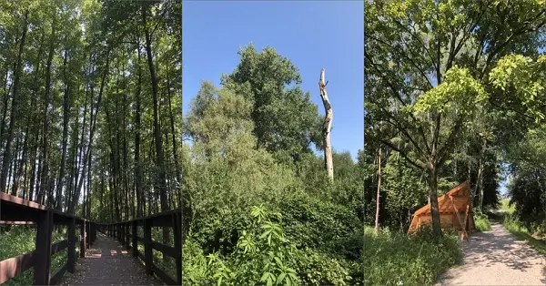 Rośliny łęgów przy zalewie Bardowskiego - wycieczka przyrodnicza