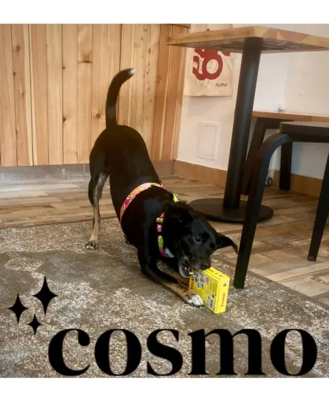 Planszówki na Cosmo