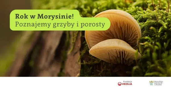 Rok w Morysinie – poznajemy grzyby i porosty 