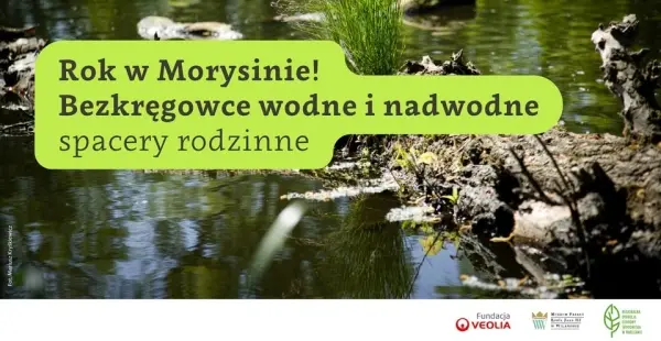 Rok w Morysinie! Bezkręgowce wodne i nadwodne | spacery rodzinne