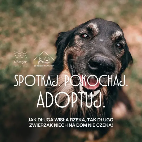 Spotkaj. Pokochaj. Adoptuj