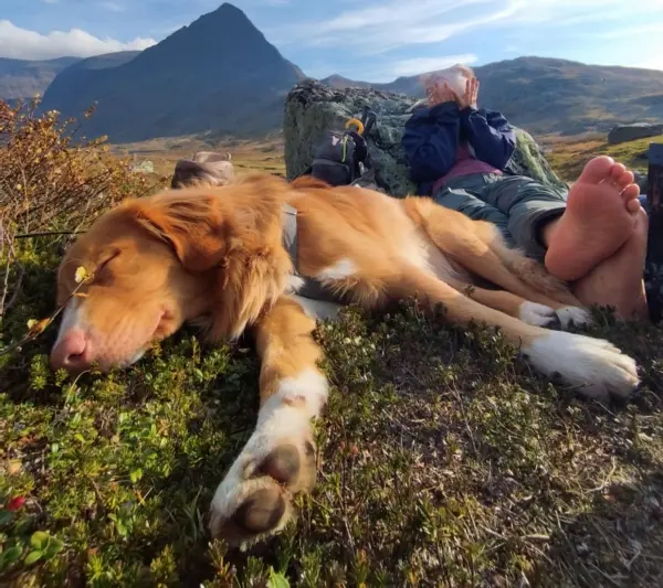 Dogtrekking- jak zacząć podróże z psem?